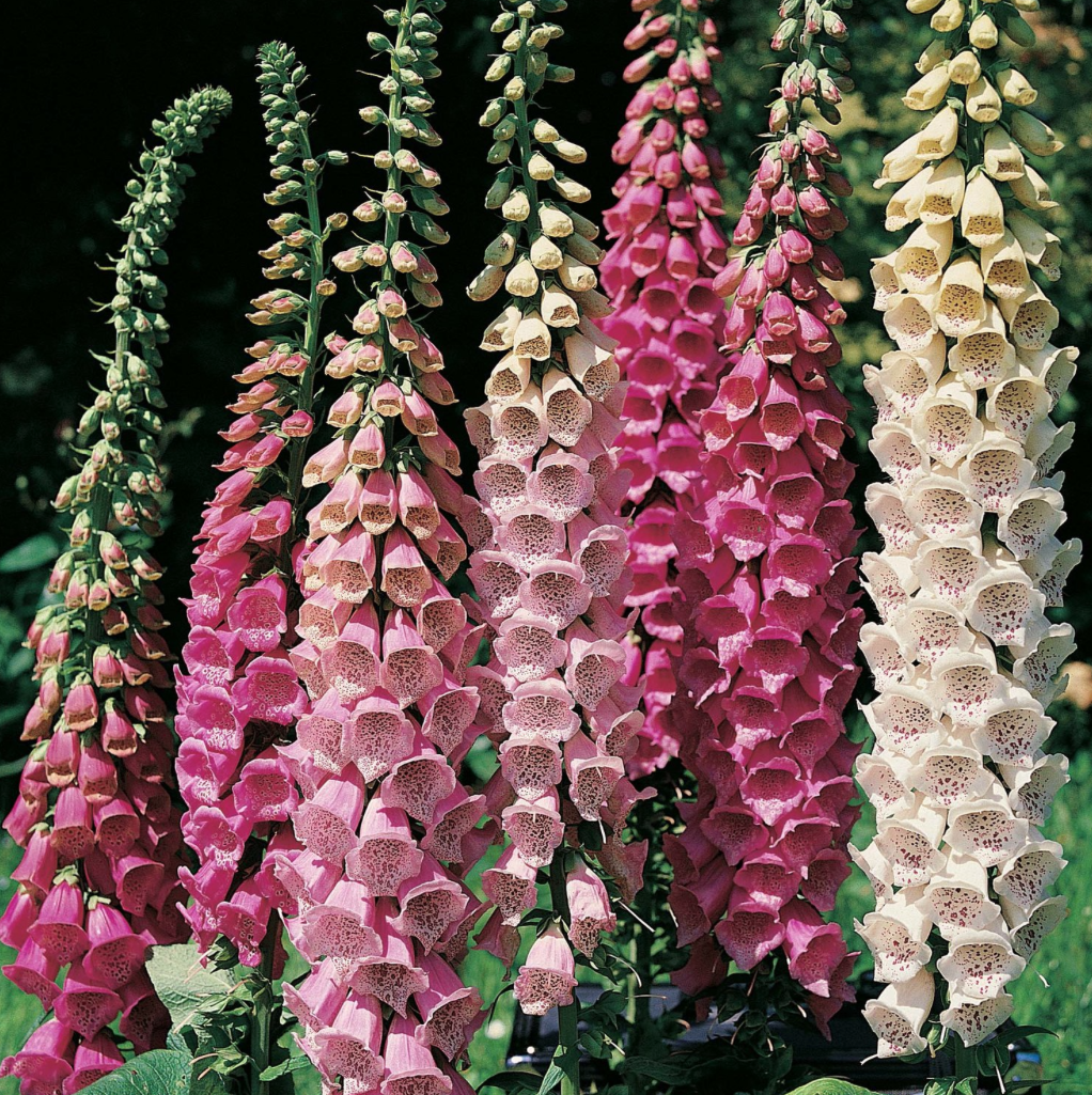 FOXGLOVE SEEDS