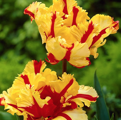 PARROT TULIP BULB- FALL PLANTING