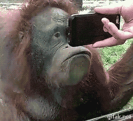 phone monkey GIF-source.gif