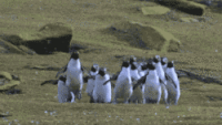 200w_d-4.gif