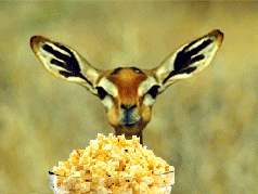 giphy (2).gif