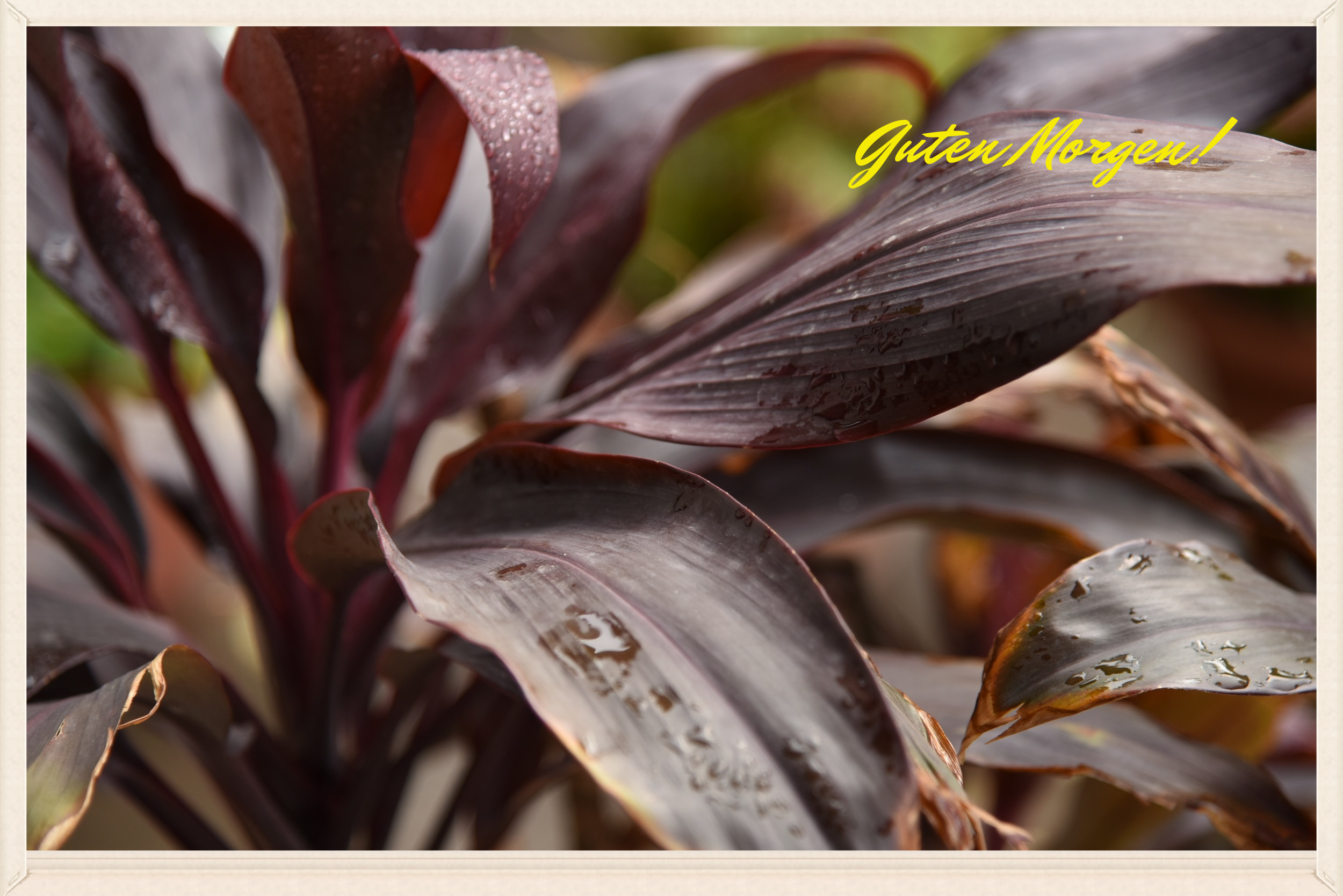 Plants with rain drops. Image©gunjanvirk