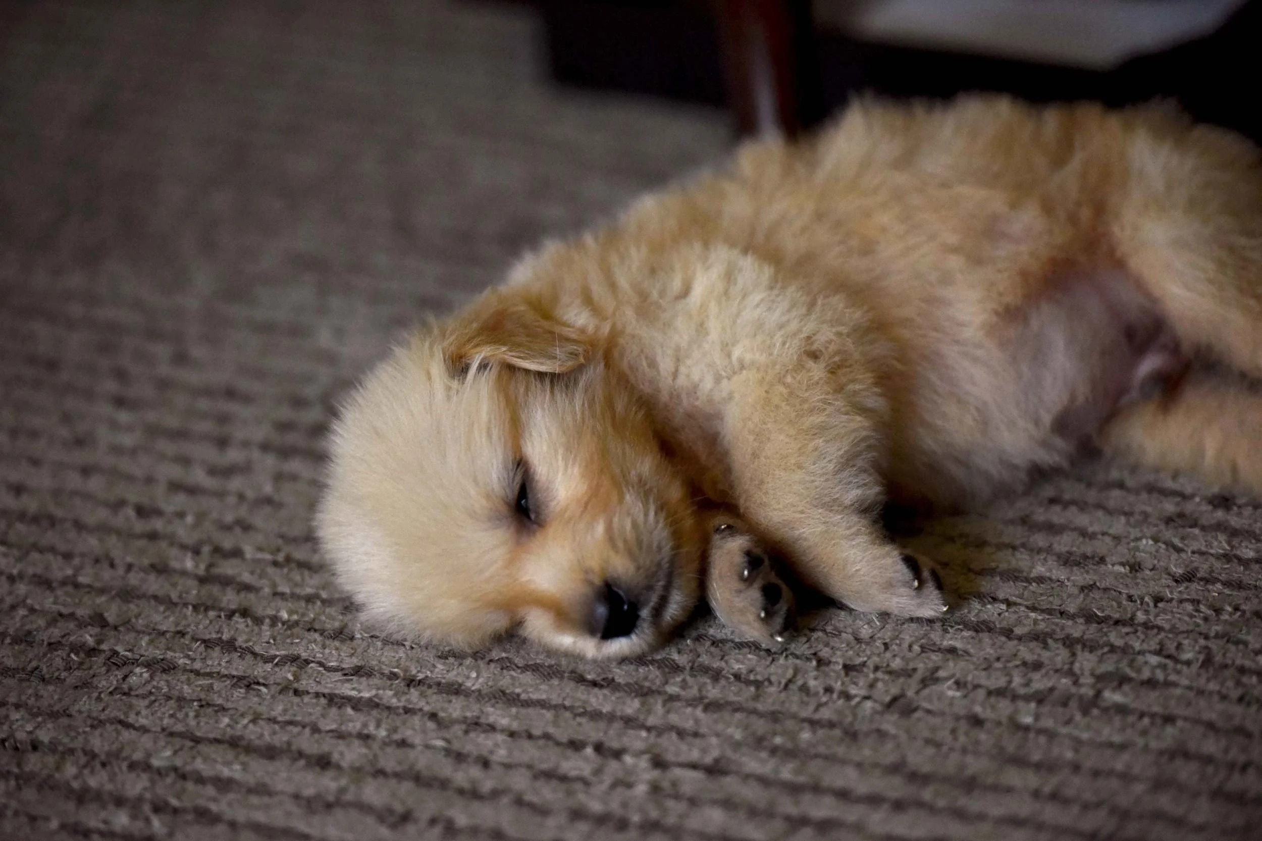 Rocky asleep on the carpet. Image©gunjanvirk