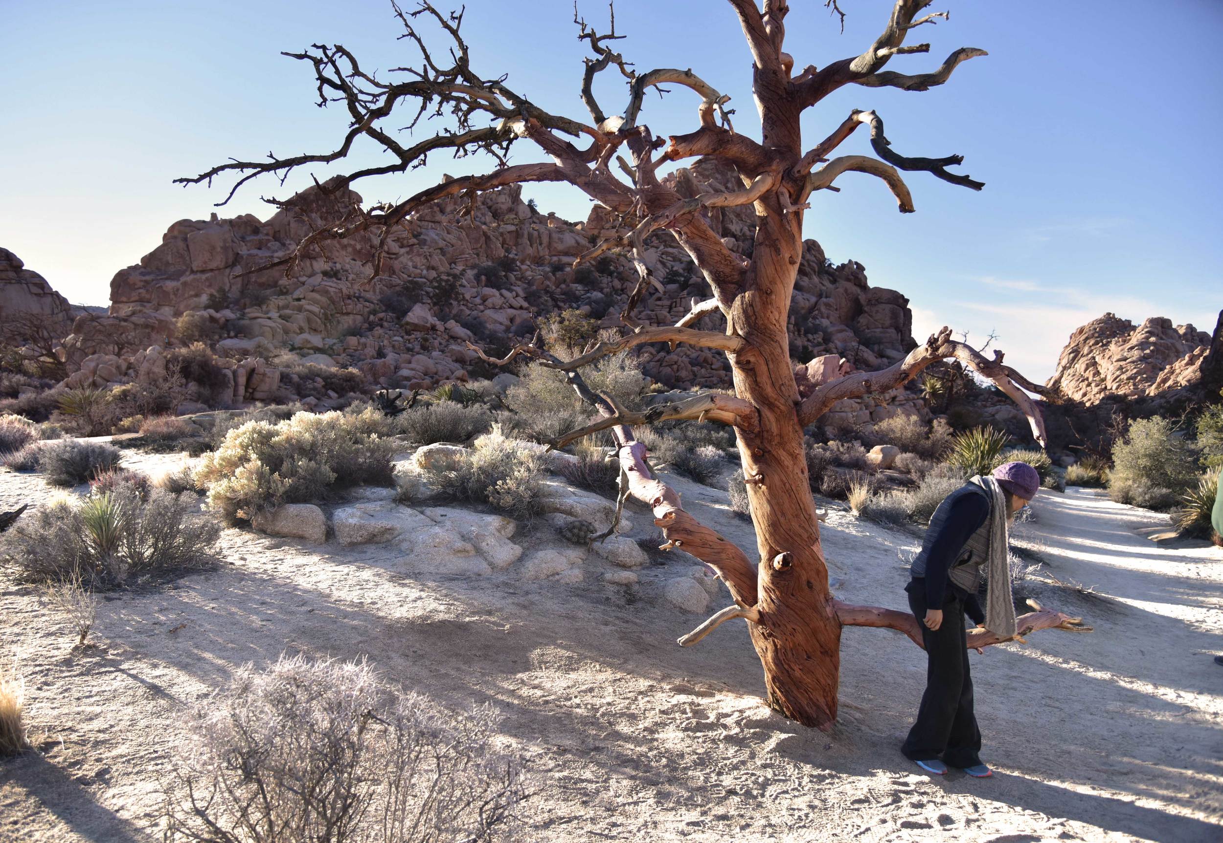 My friend Karol investigating a lone tree, Joshua Tree National Park, image©sourcingstyle.com