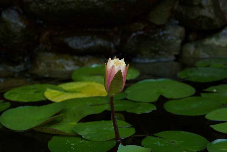 A lotus flower about to bloom, image©gunjanvirk