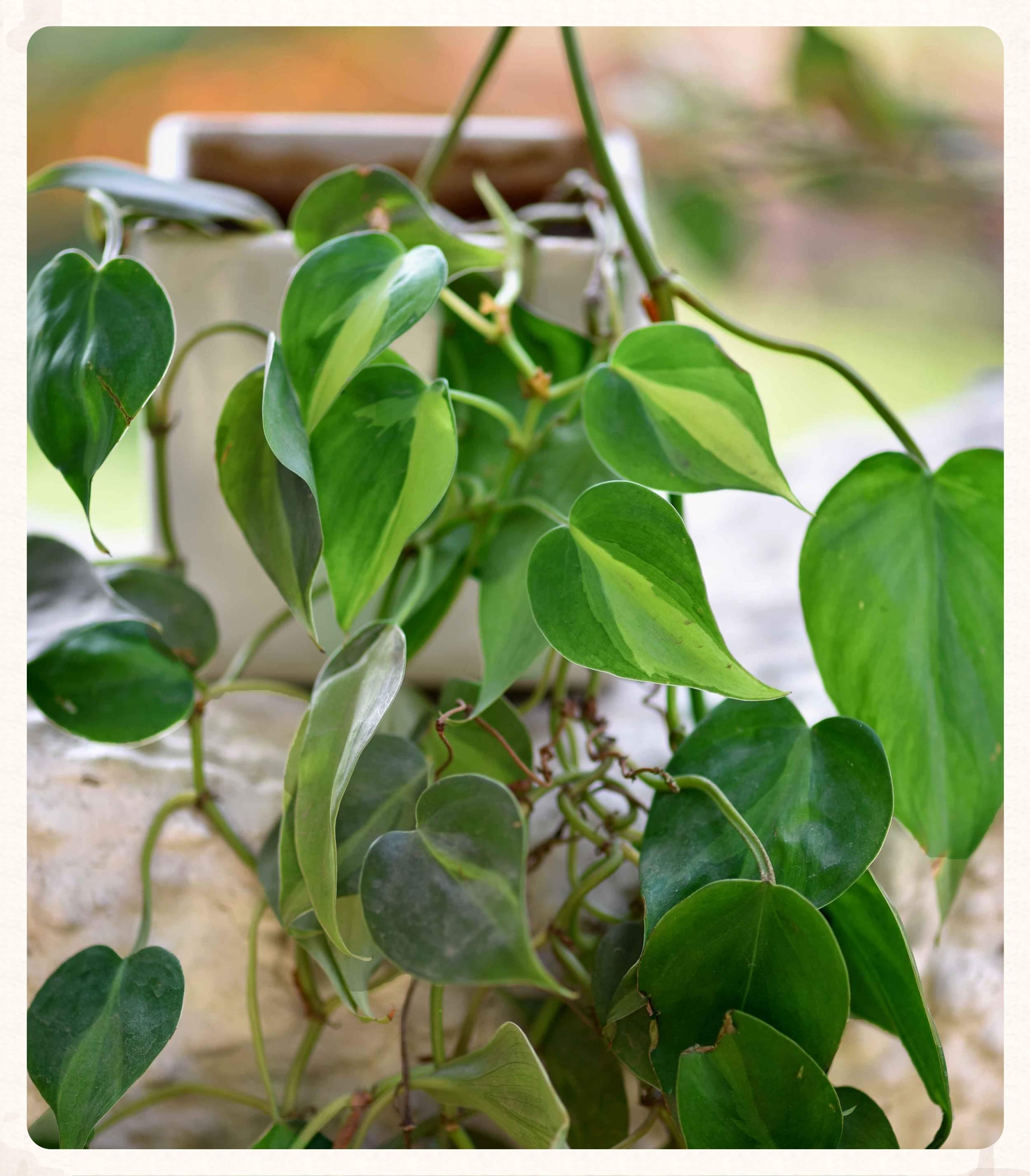 My potted plant now blooming. Image©gunjanvirk