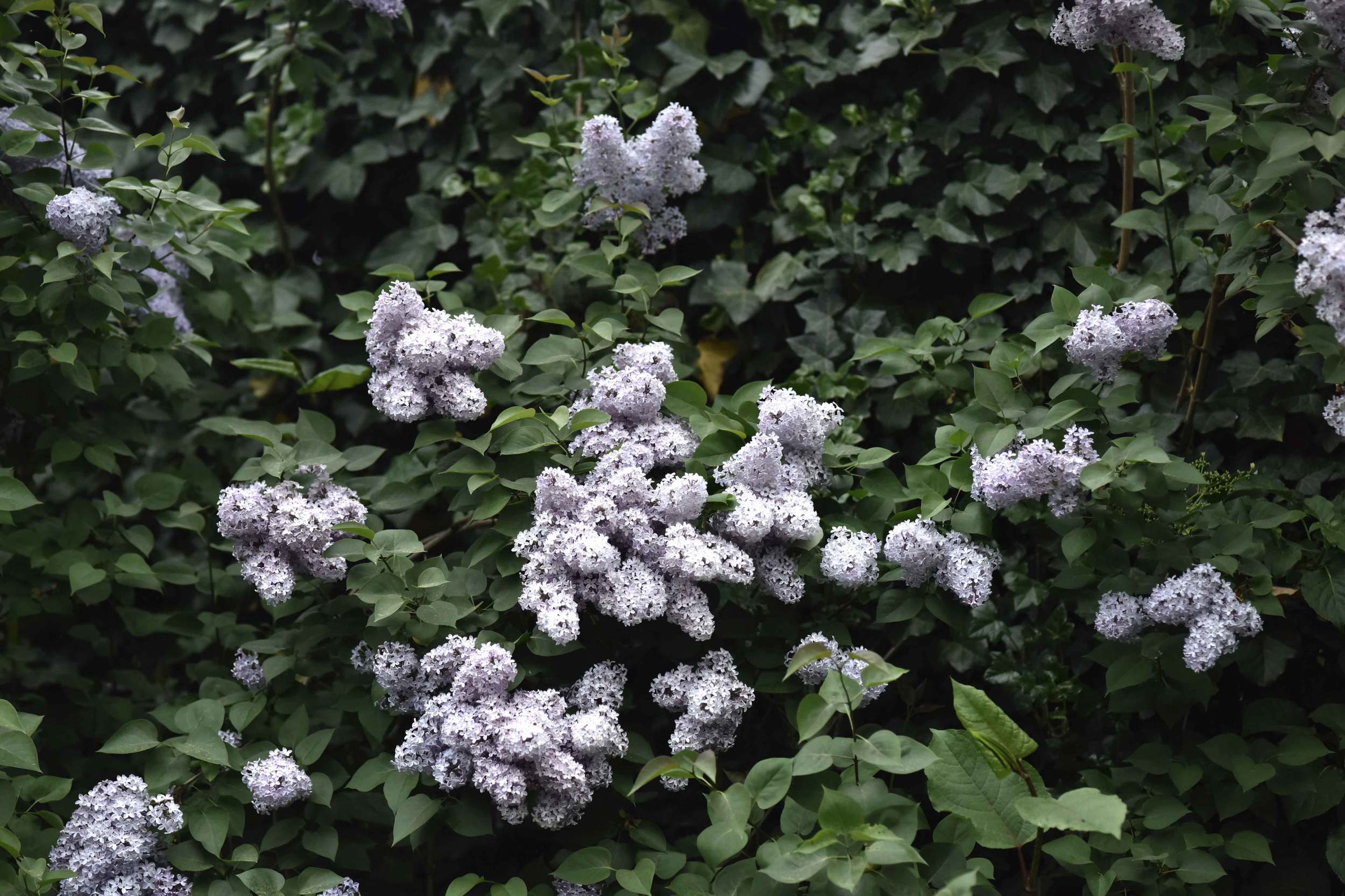 Spring blossoms in May! Image©sourcingstyle.com, Photo: Nicola Nolting