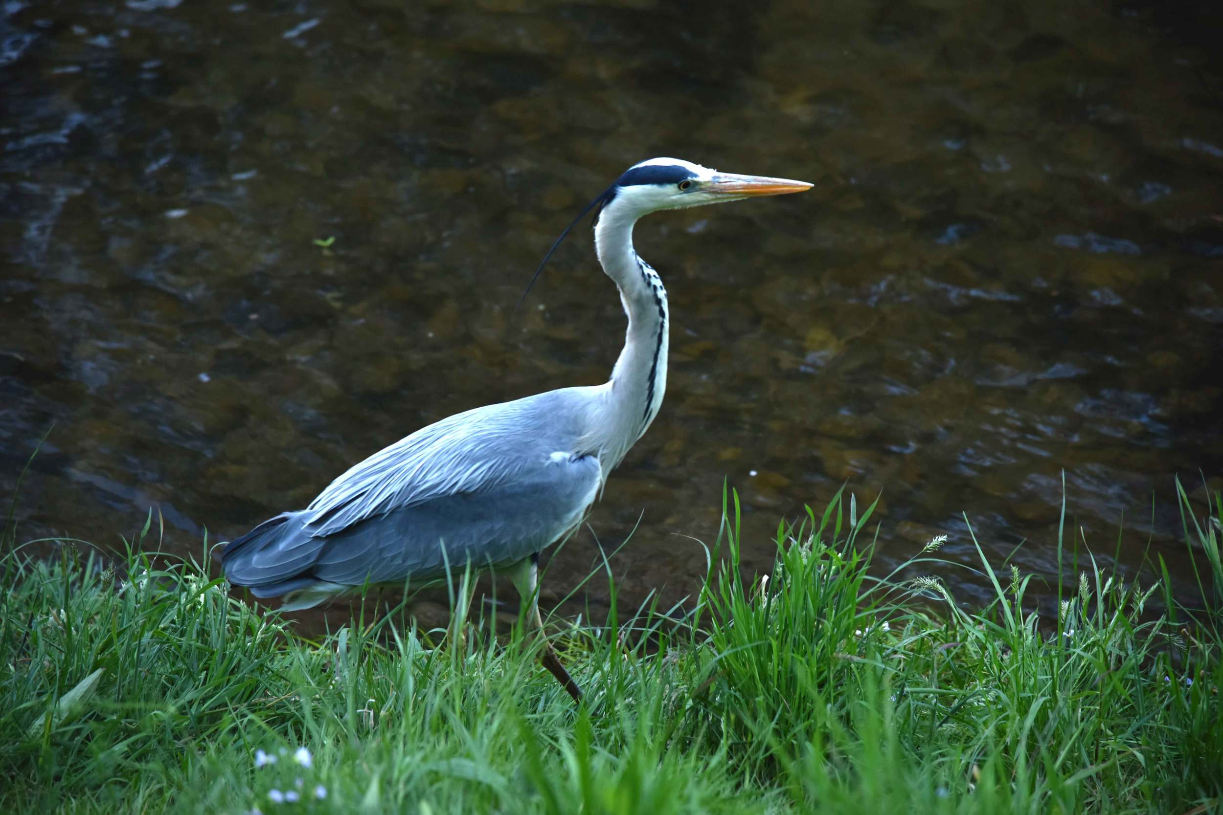 A bird rests on the banks of the Oos river, Lichtentaler Allee, Baden Baden, Germany. Image©sourcingstyle.com