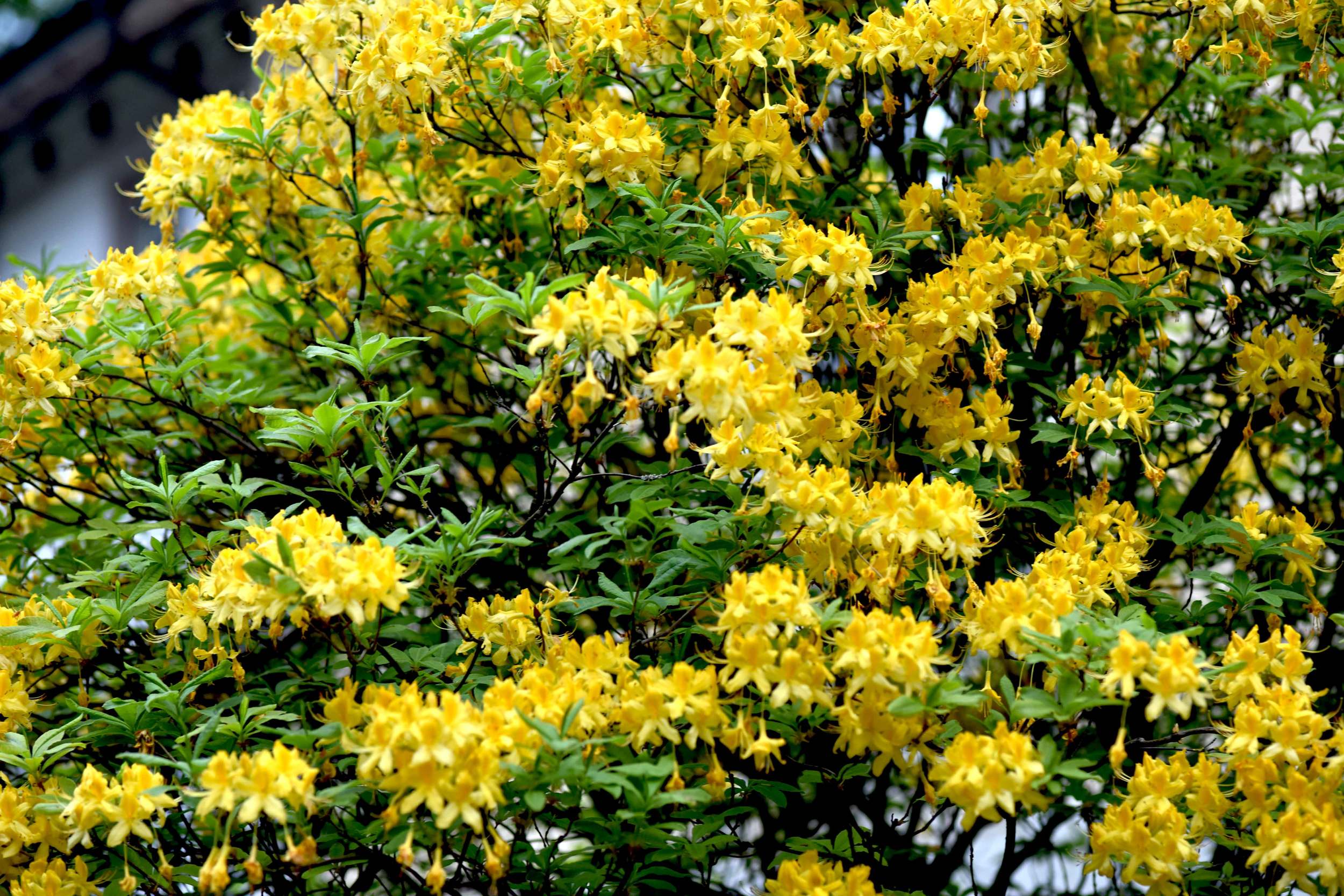 yellow spring blossoms, spring flowers, Lichtentaler Allee, Baden Baden, Germany. Image©sourcingstyle.com