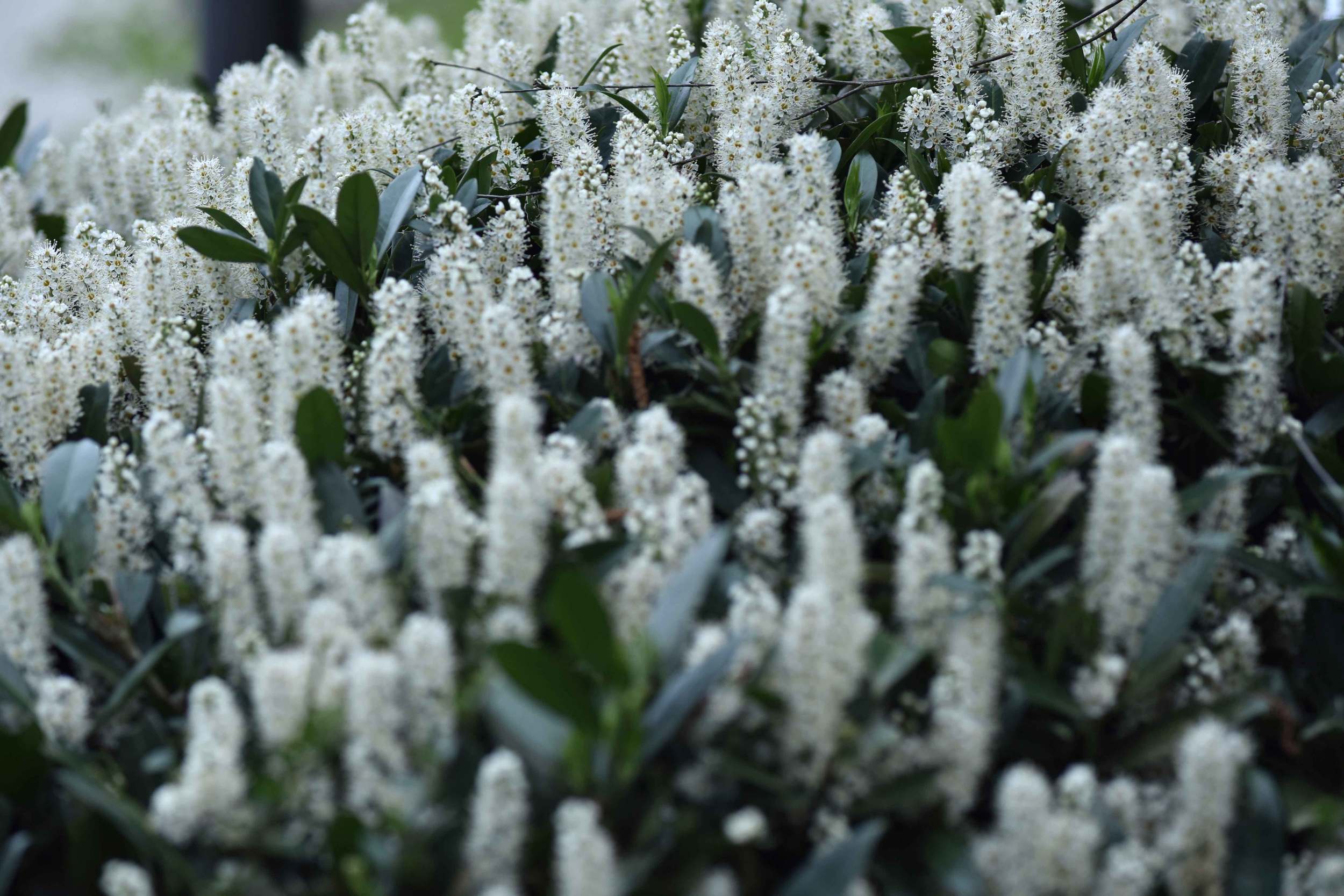 white blossoms, spring flowers, Lichtentaler Allee, Baden Baden, Germany. Image©sourcingstyle.com