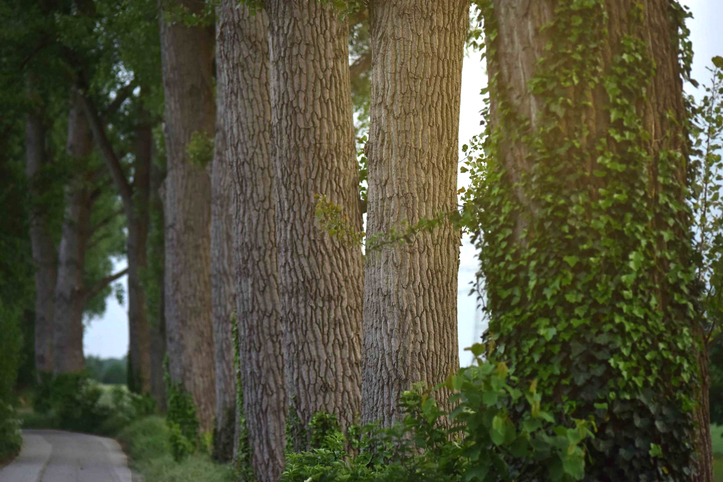 Larger than life trees, village near Düsseldorf, Germany. Photo: Nicola Nolting, Image©sourcingstyle.com