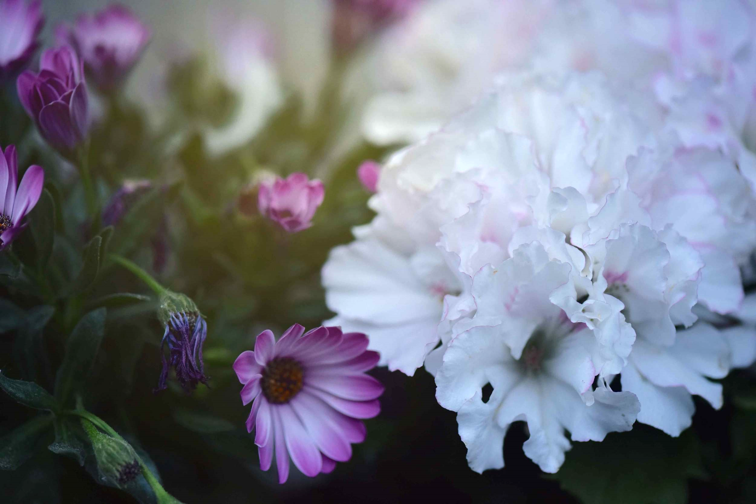 White, lilac and purple flowers, Photo: Nicola Nolting, Image©sourcingstyle.com
