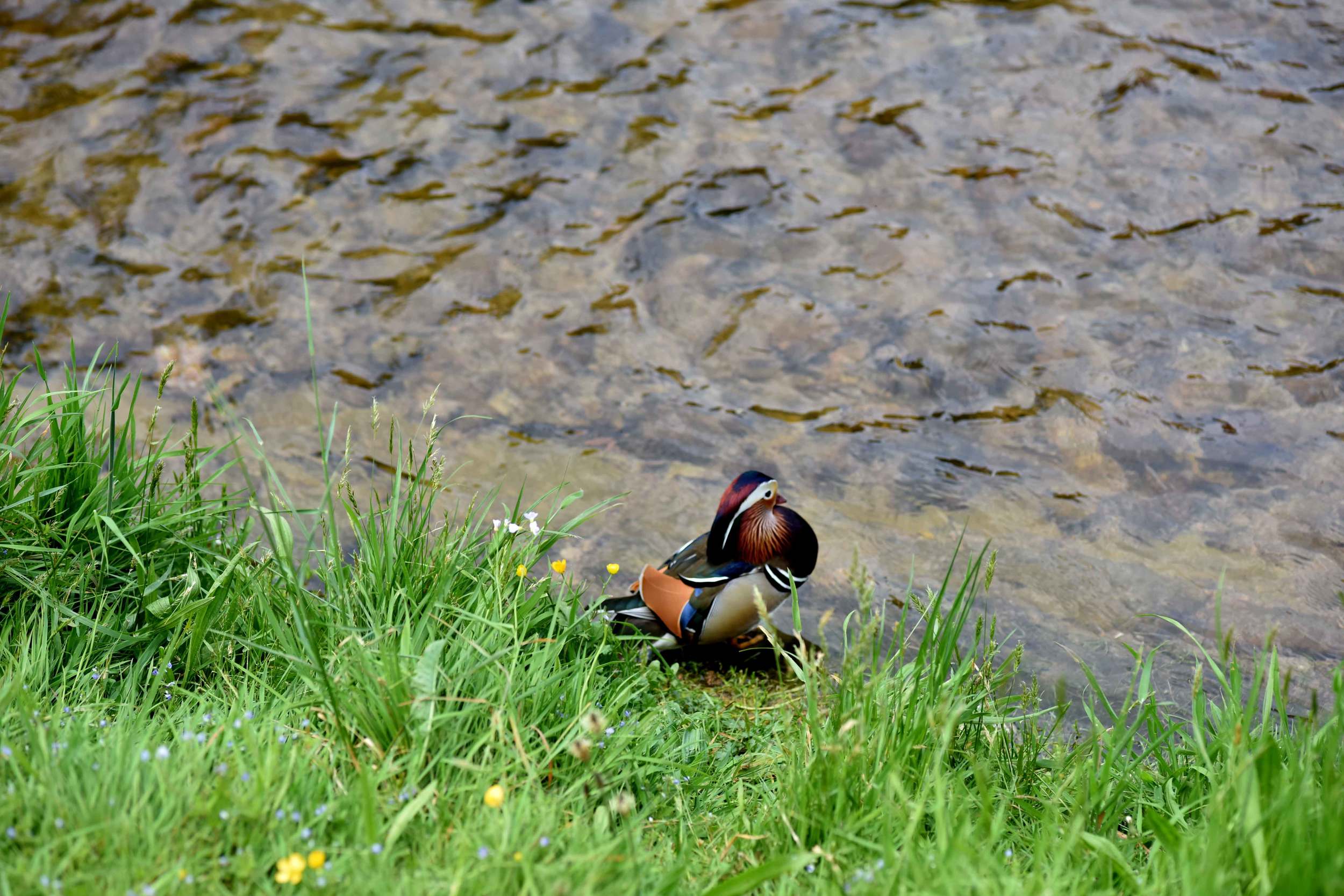 Oos river, a colorful duck, Baden Baden, Germany. Image©sourcingstyle.com