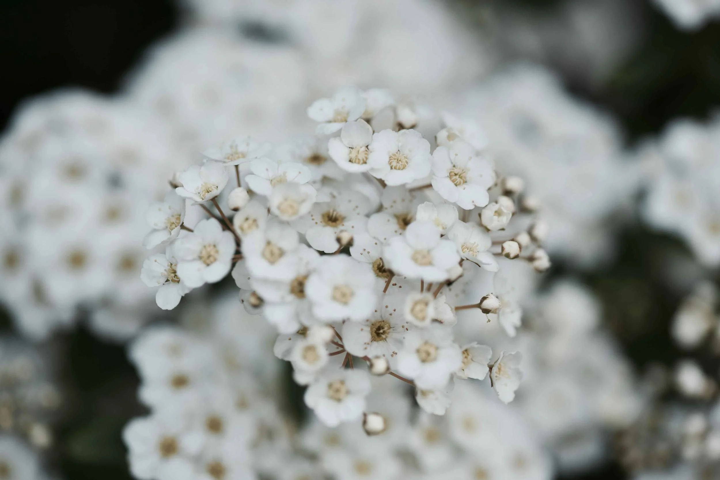 white flowers, Gönneranlage, Baden Baden, Germany. Image©sourcingstyle.com