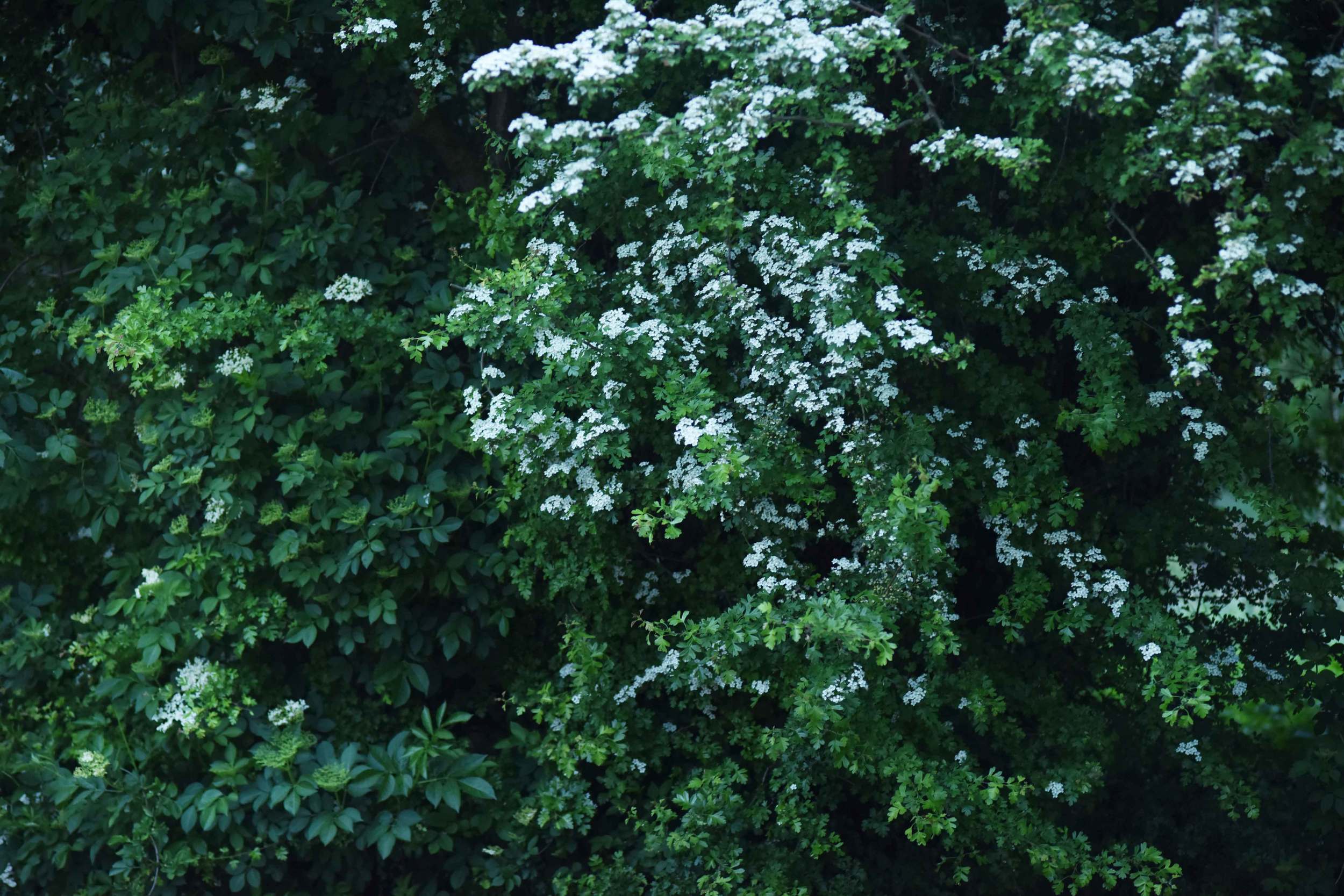 white flowers, spring blossoms. Image©sourcingstyle.com, photo: Nicola Nolting
