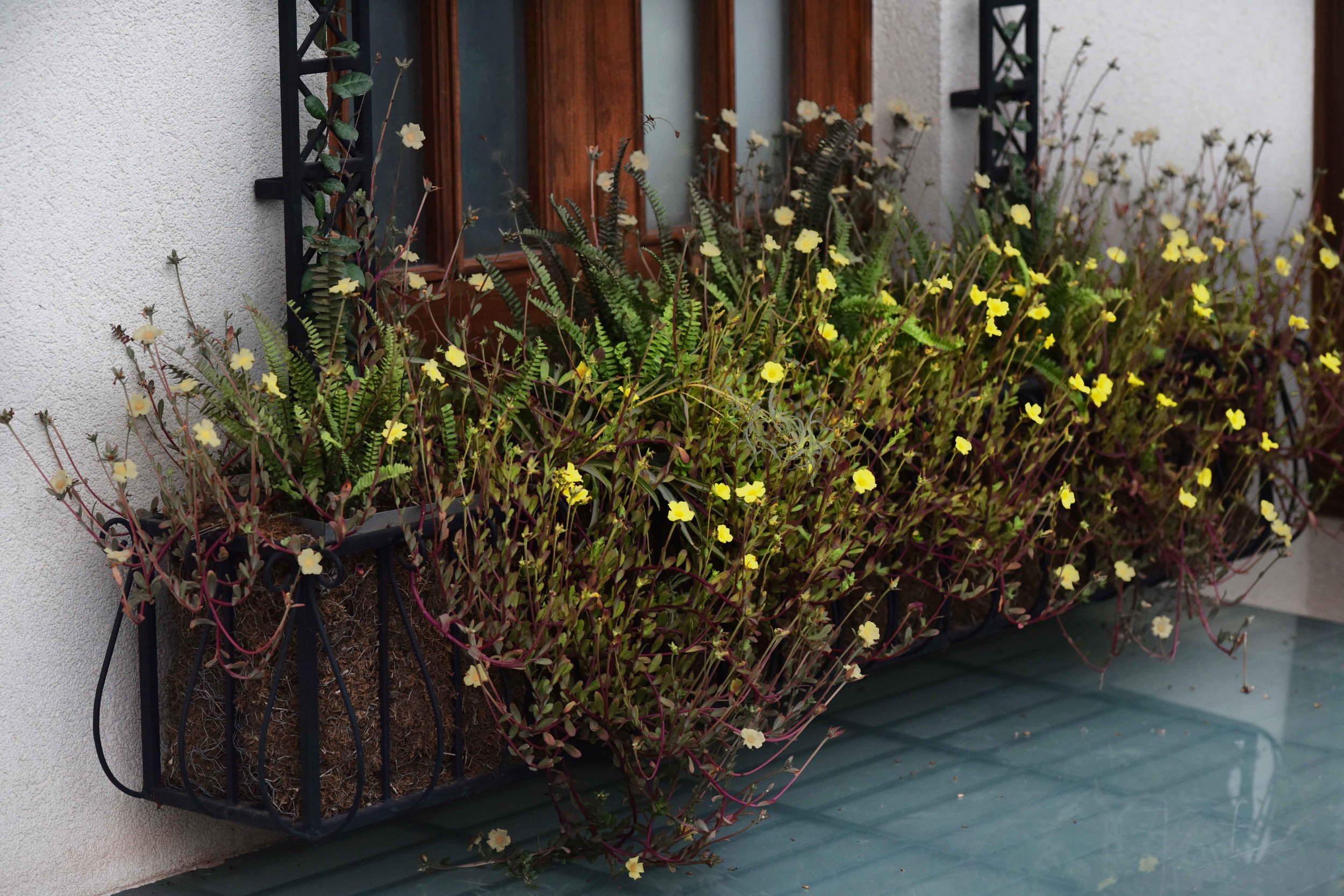 Landscape design by Geeta Singh, wrought iron window planter. Image©sourcingstyle.com