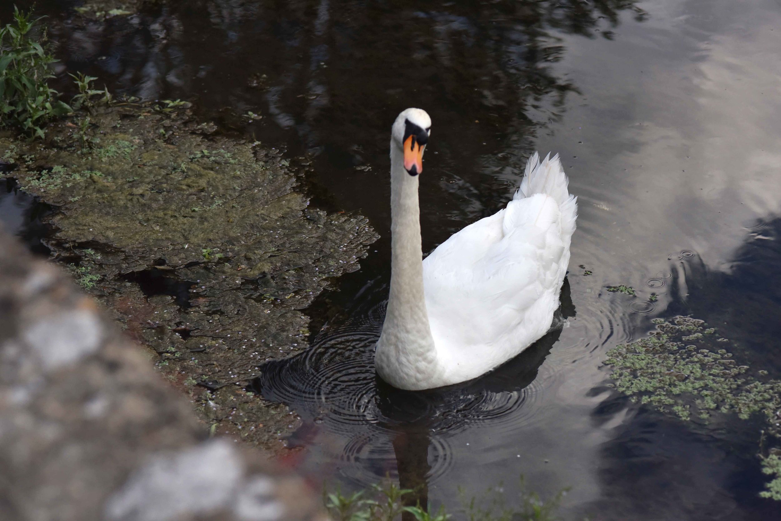 White swan, River Coln, Bibury, Cotswold, England. Image©sourcingstyle.com