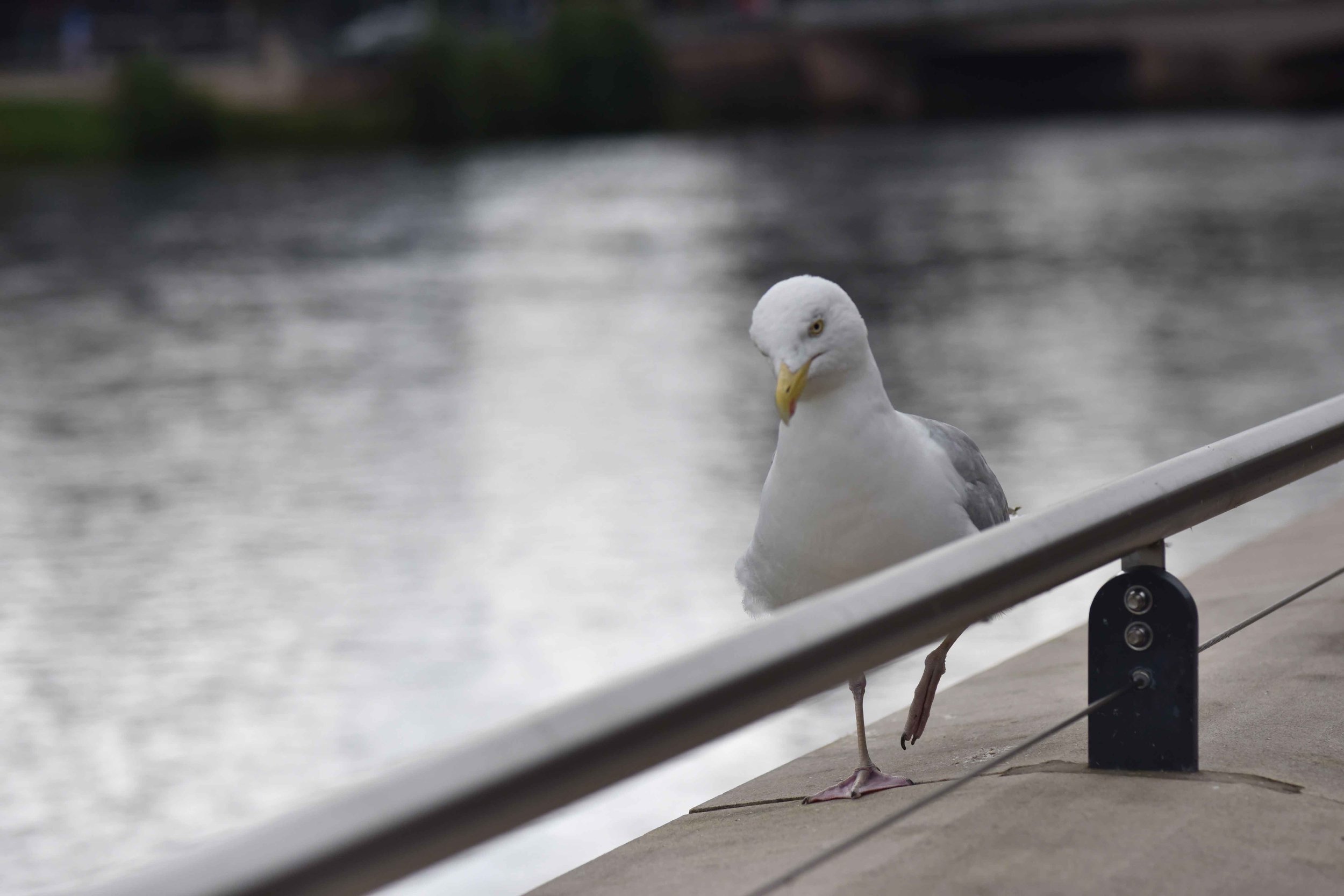 A pigeon along the river Ness, Inverness, Scotland. Image©sourcingstyle.com