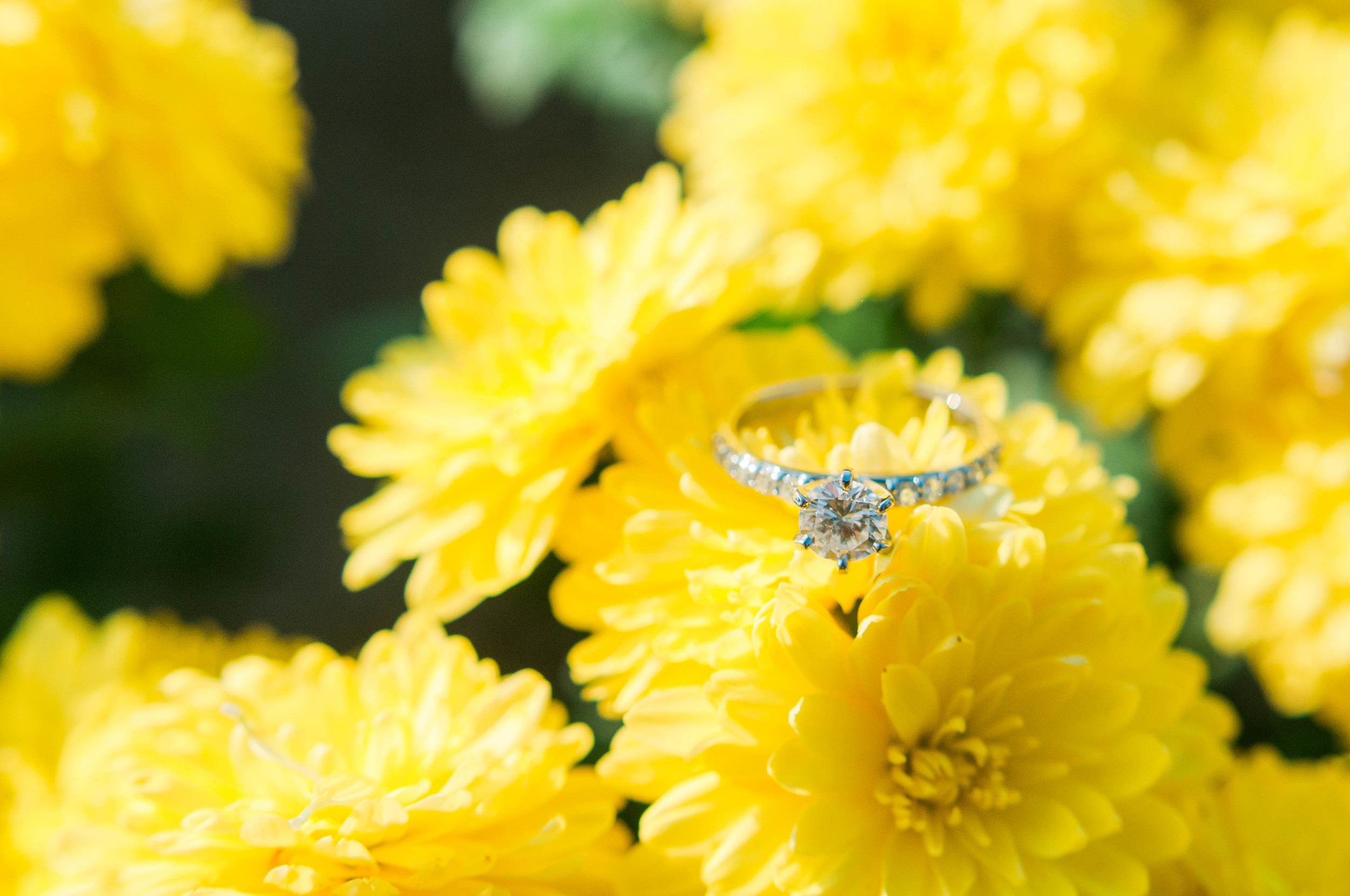 Salisbury University Engagement Proposal: JJ + Emily