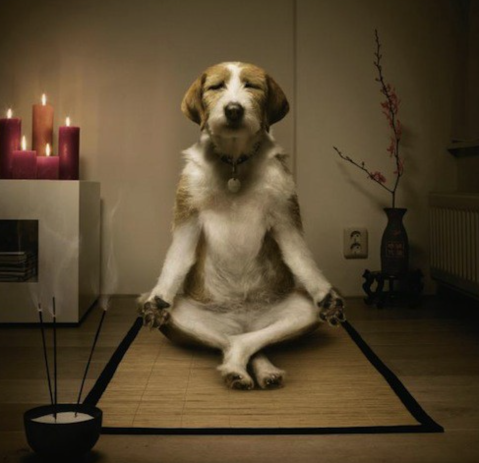 Better than meditation — Better Humans — Medium