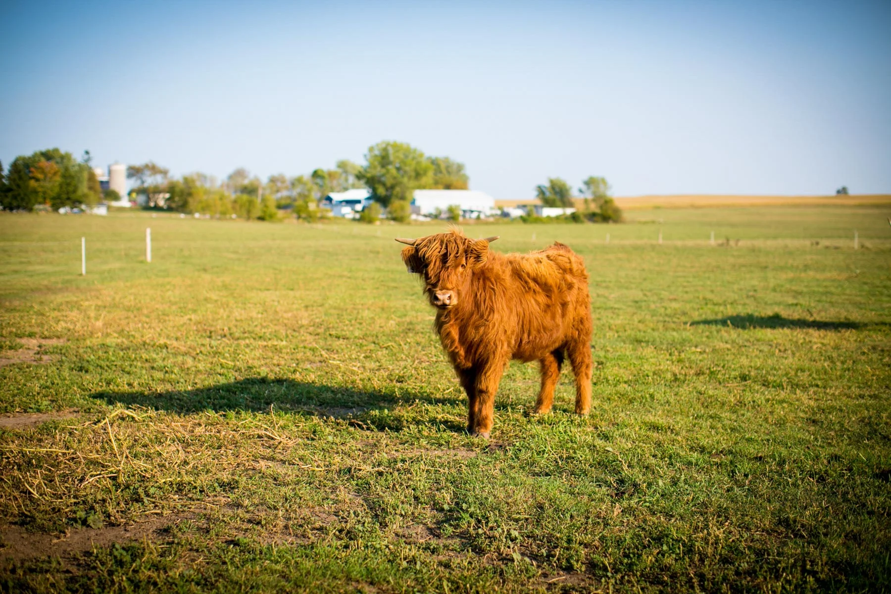 This fuzzy cow || near Madison WI