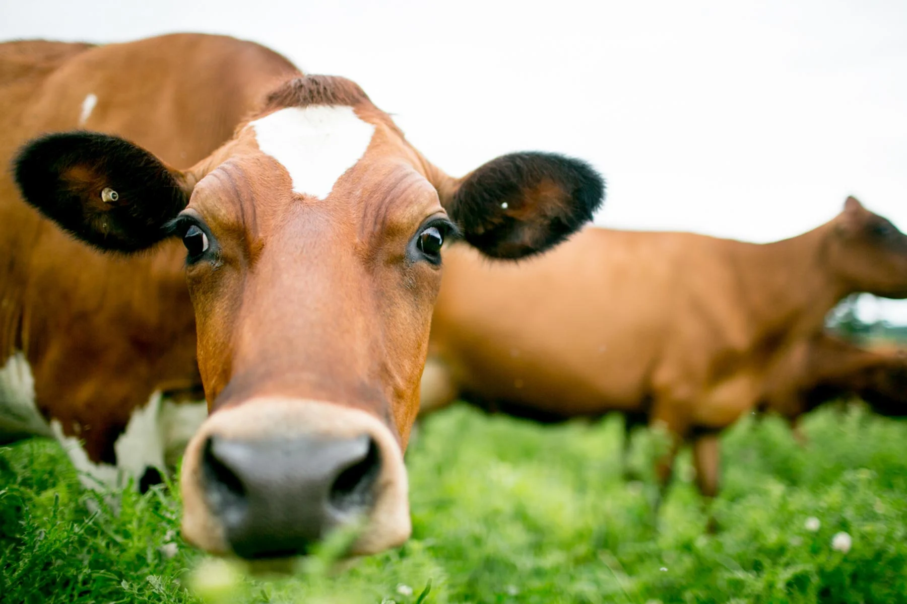 Cows || somewhere in a field near Madison, Wi