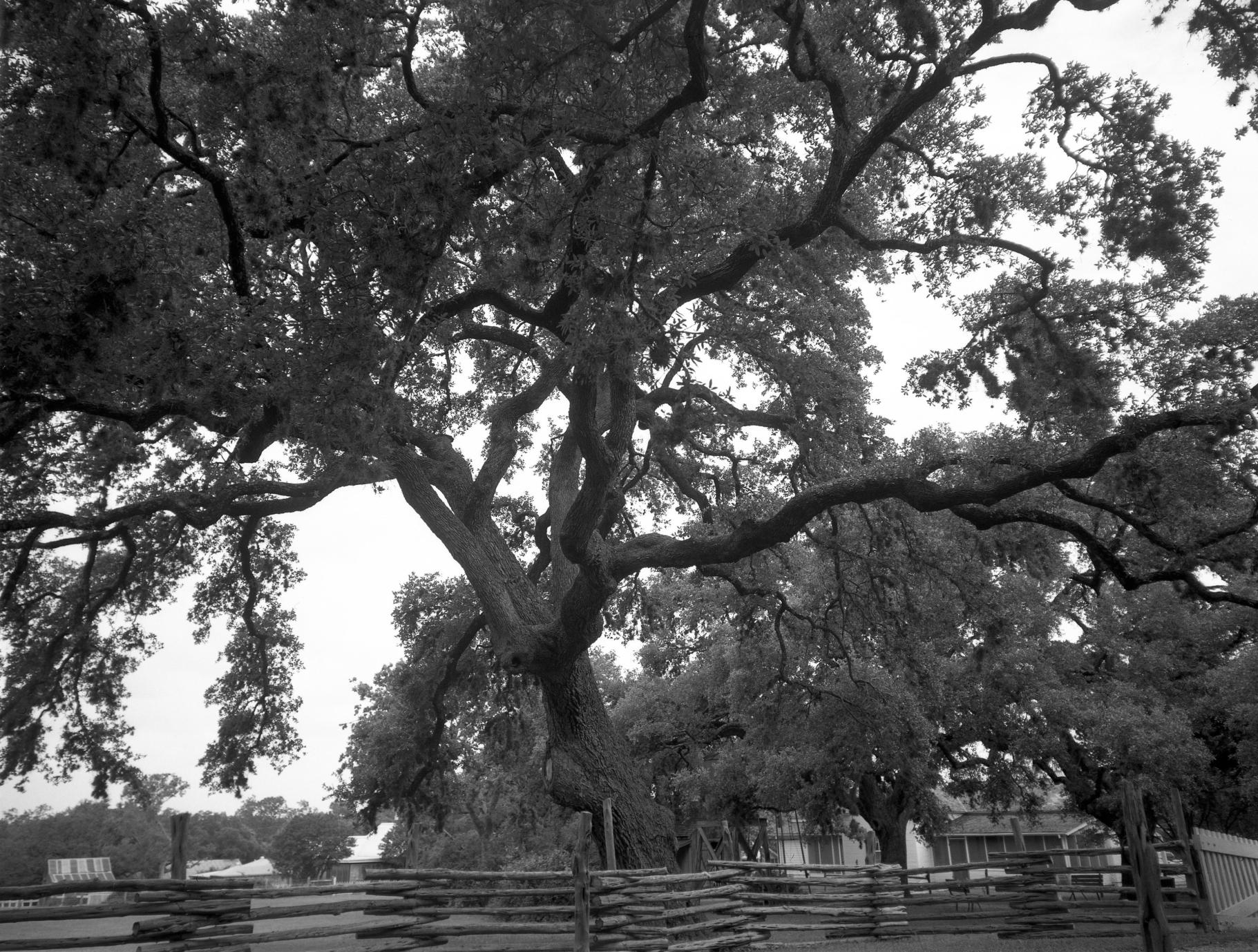 Crown Graphic, Tri-X
