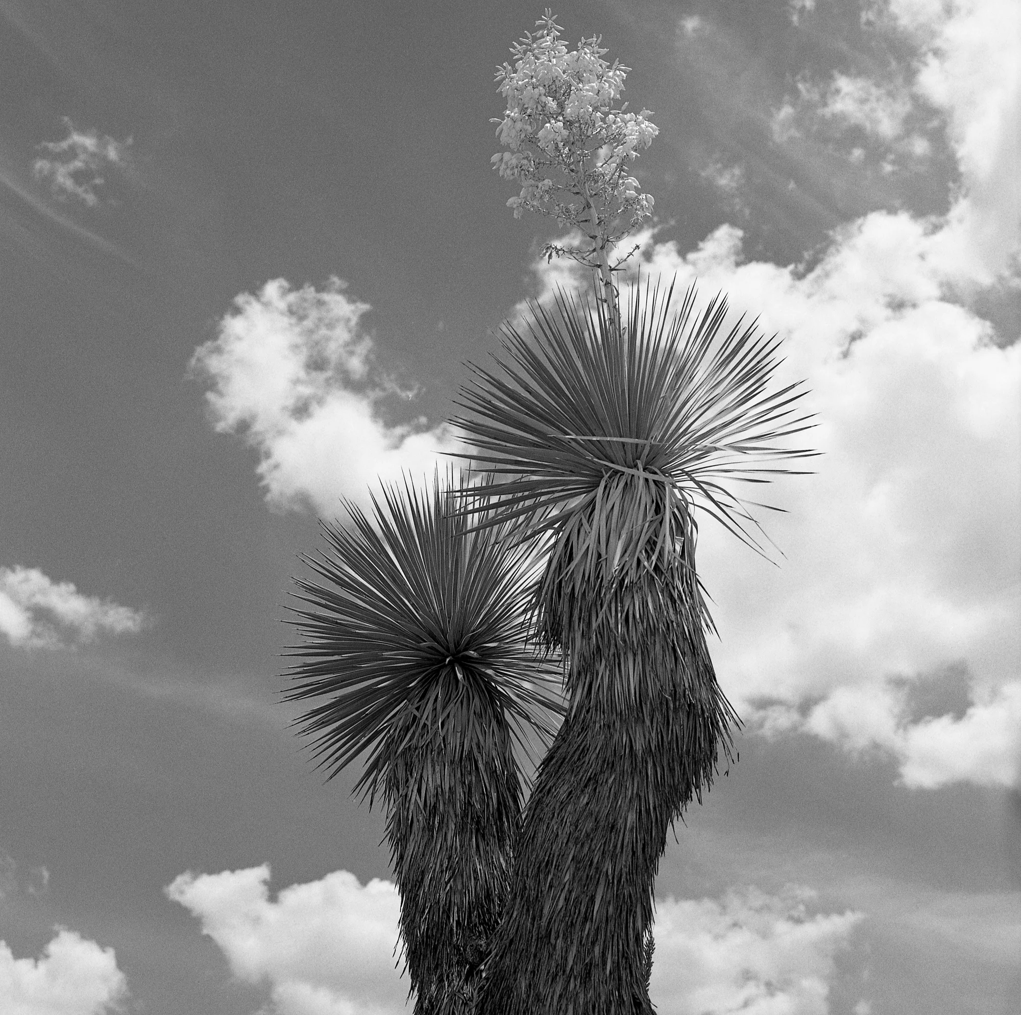 Into the West Resized (24 of 31).jpg