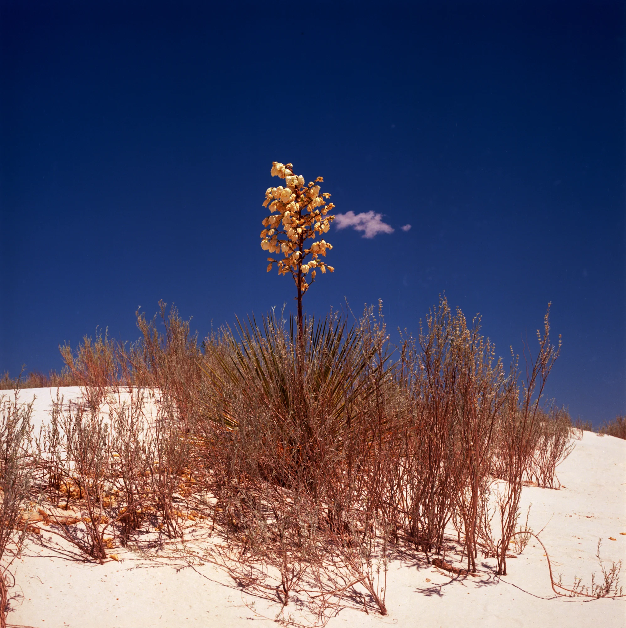 Into the West 2019 1 White Sands (7 of 8).jpg