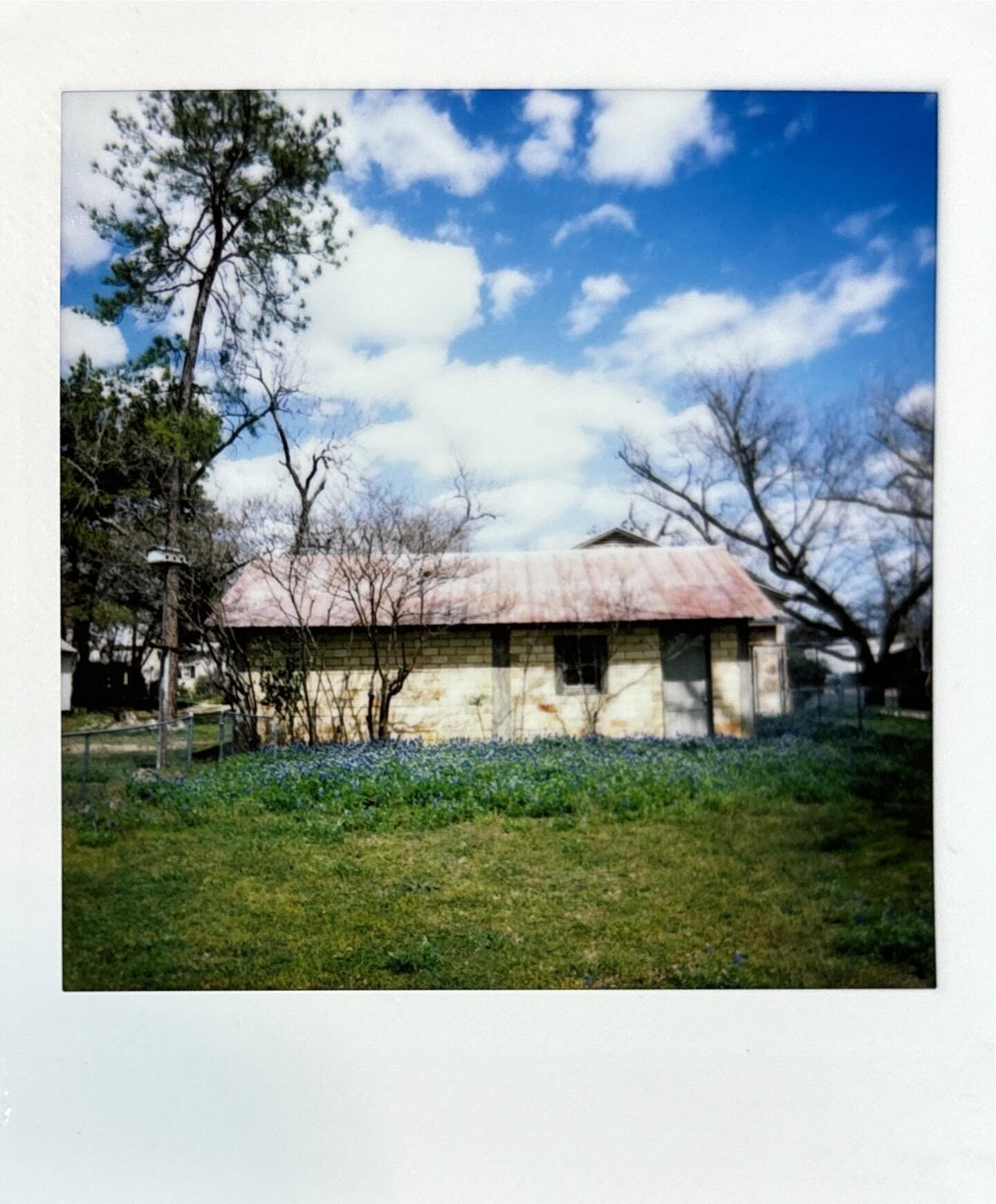 Fredericksburg bluebonnets 💙 

//
#spring #texas #fredericksburg #roadtrip  #bluebonnets #wildflowers #film #instantfilm #fujifilm #instaxsquare #filmshooterscollective #texasgirlphotography