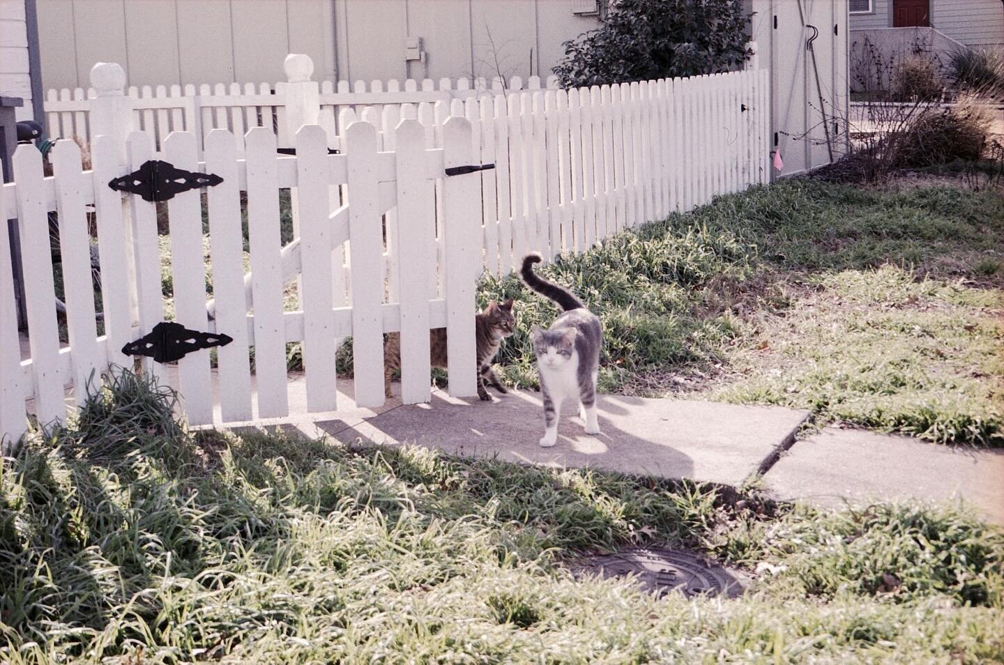 I finally managed to use a roll of #lomochromemetropolis with good results! And I made some new furry friends in the process. It seems that for me the key with that film is using a camera in auto mode rather than trying to guess at the correct exposu