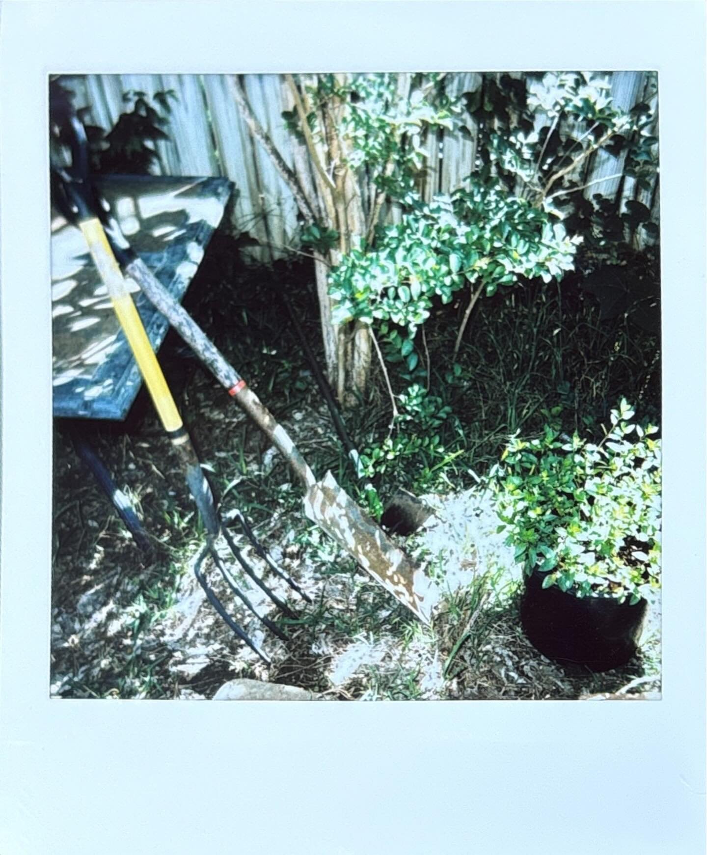 Earth Day: a short story about home, weed &ldquo;gardens&rdquo;, composting, native plants for pollinators, kitties, and catnip 

//
#earthday #gardening #pollenators #nativeplants #texas #home #film #instantfilm #instaxsquare #filmshooterscollective