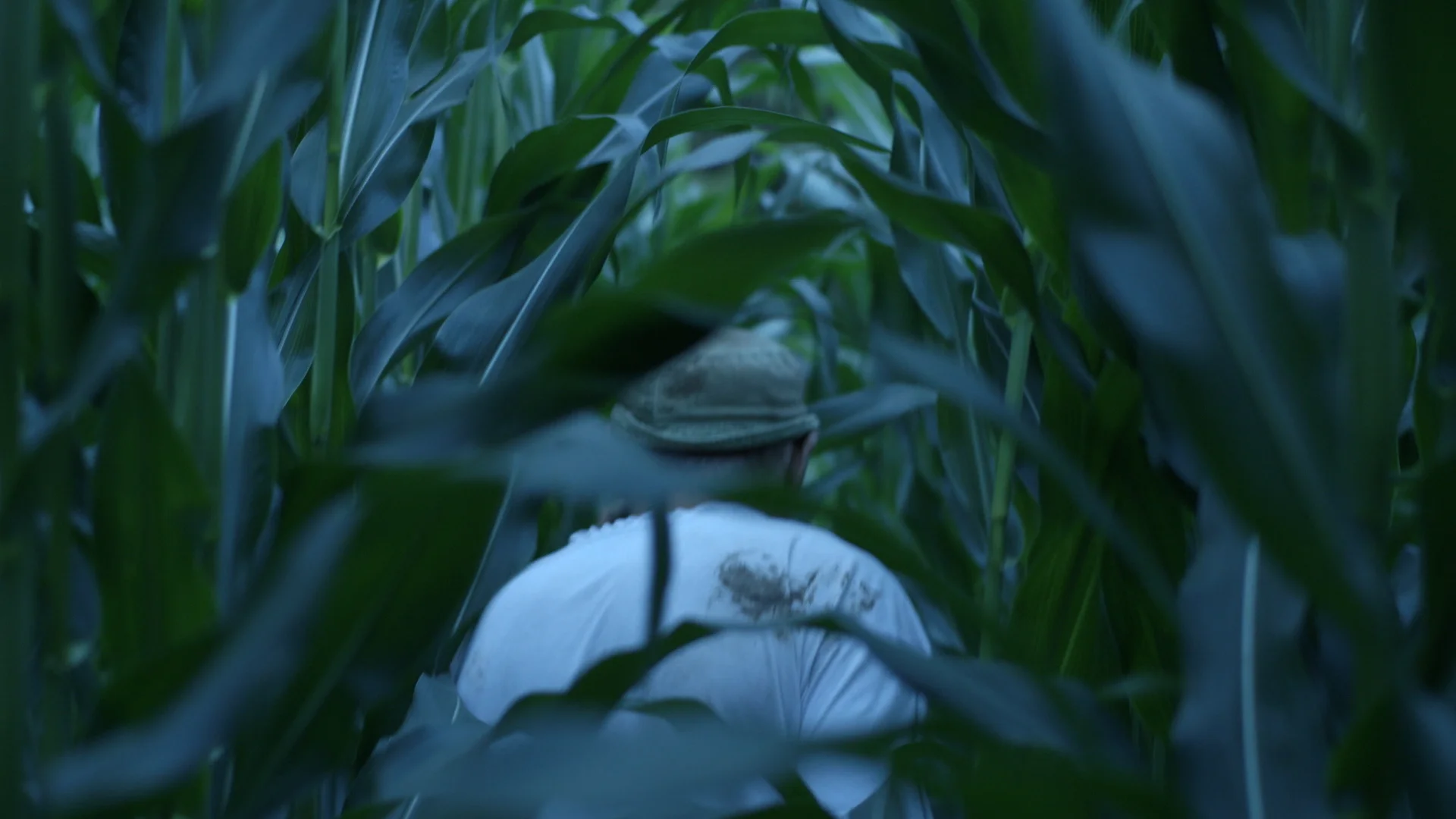 Still_ErnstSchöfl_Maisfeld_früheroderspäter_©wirFILM:ZoeSchmederer.jpg