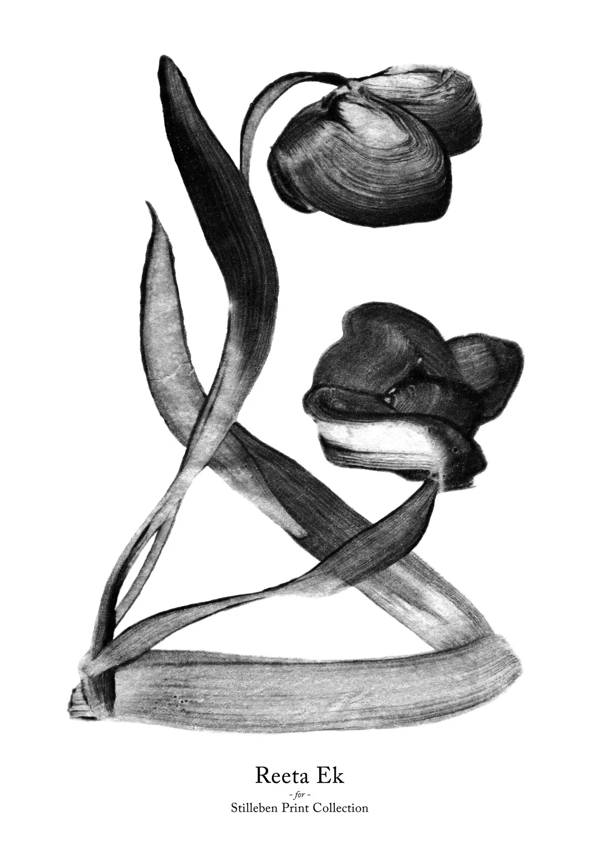 TULIP I for Stilleben Print Collection