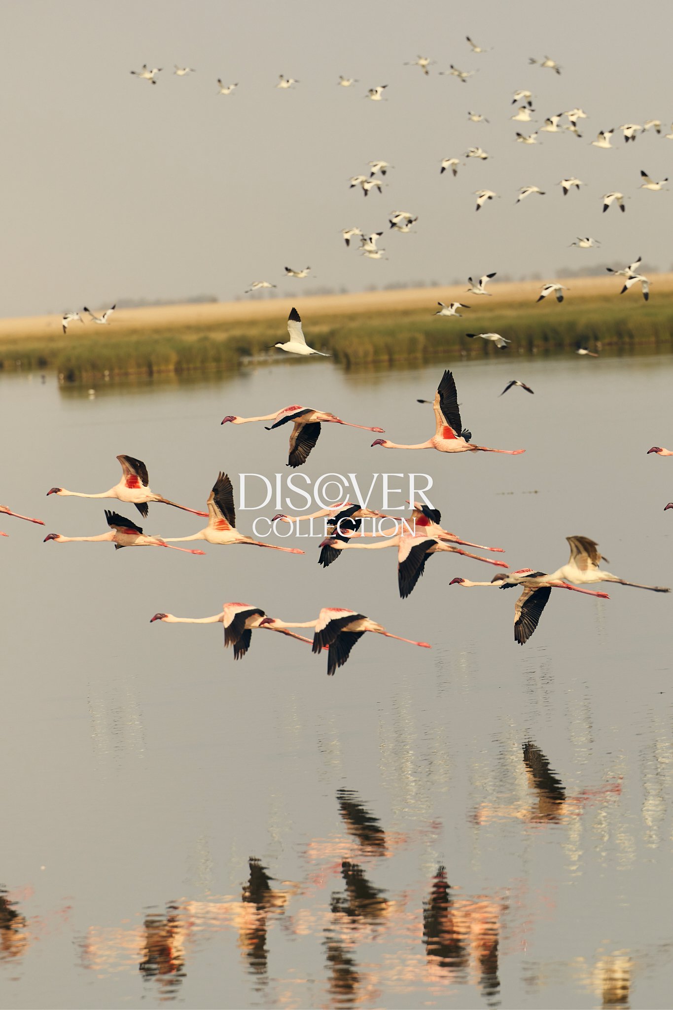 TobyMitchell_DiscoverCollection_Flamingo.jpg