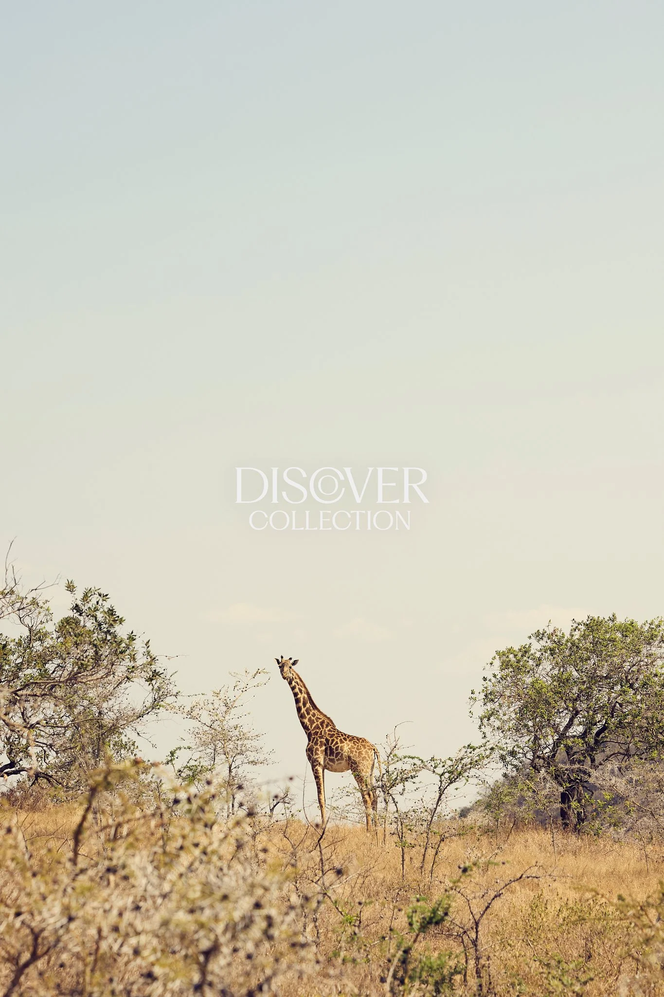 TobyMitchell_DiscoverCollection_Giraffe.jpg