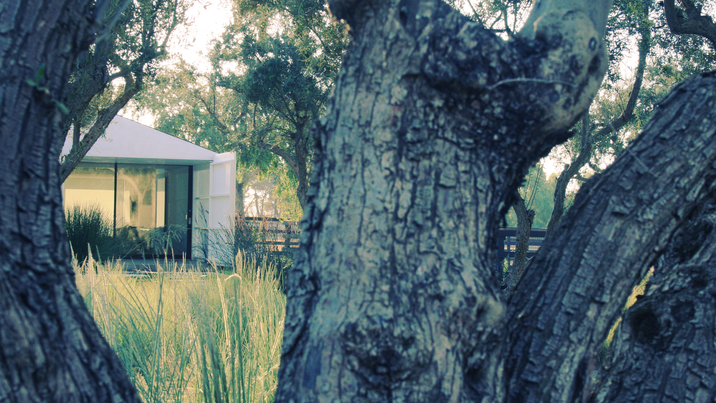  view to guest house through olive grove 