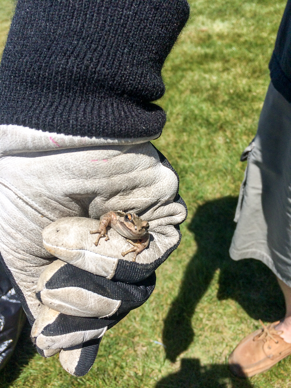 Special cameo appearance by 2 frogs and 1 scorpion who'd been somehow hiding out in the cardboard boxes with the donations all winter! All were rescued and placed in much more safe and luxurious accommodations near the Napa River.