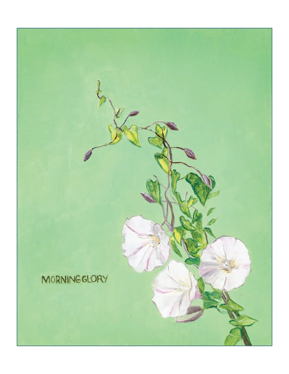 6 morning glory.jpg