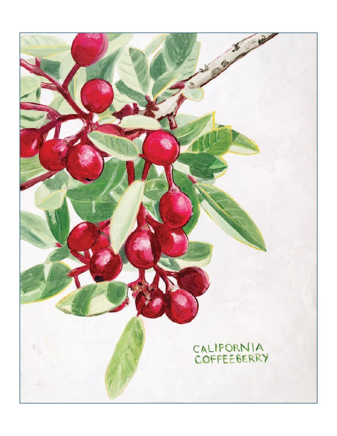 14 coffeeberry.jpg