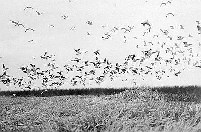 Finley's 1908 photograph of birds at Malheur