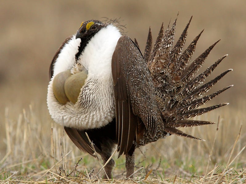 Sage Grouse