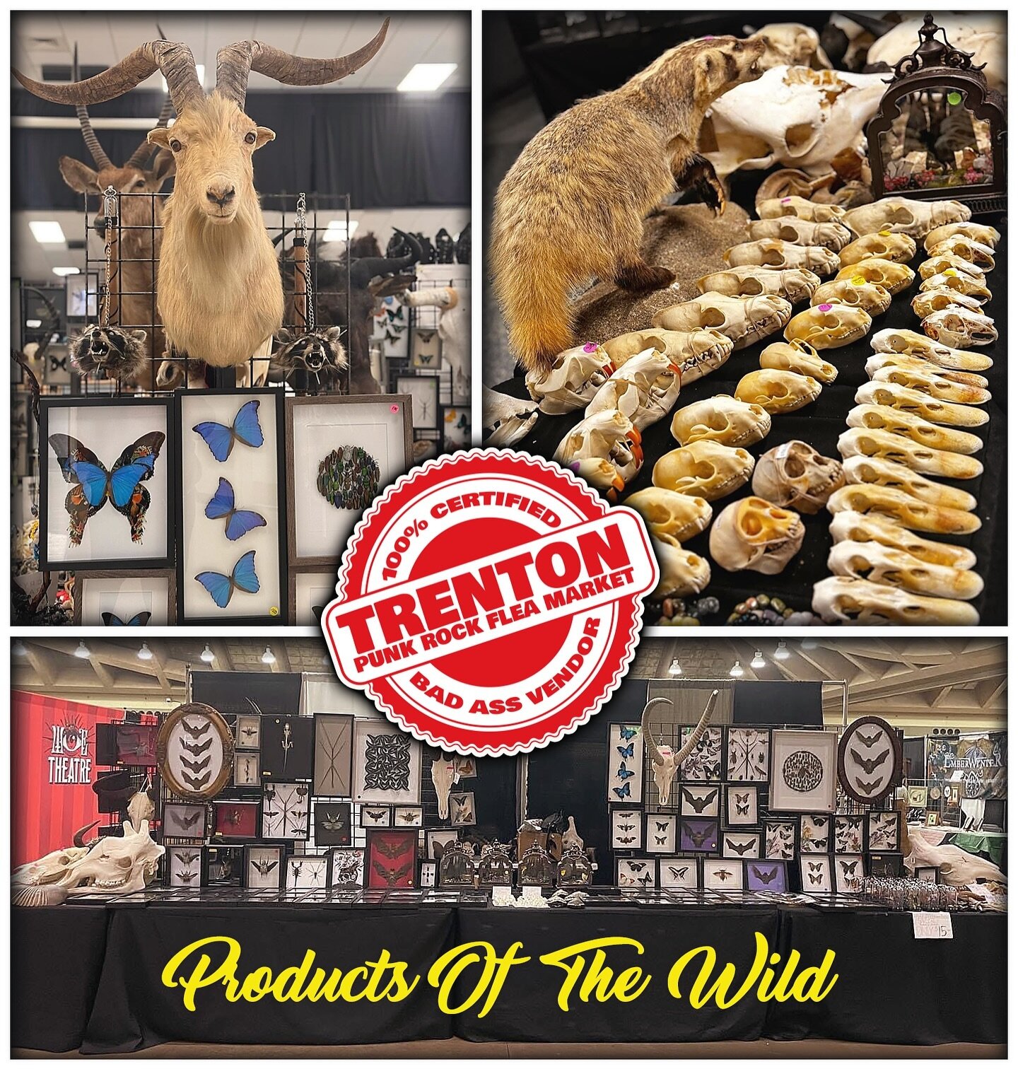 🐞🦋 TRAVERSING TAXIDERMY TITANS TAKE ON THE TPRFM! 🦋🐞

Firing up the wheels and packing up the van with ethically-sourced articulated bones, taxidermy, animal skulls, wet specimens, preserved bugs and more&hellip; why it&rsquo;s just your average 
