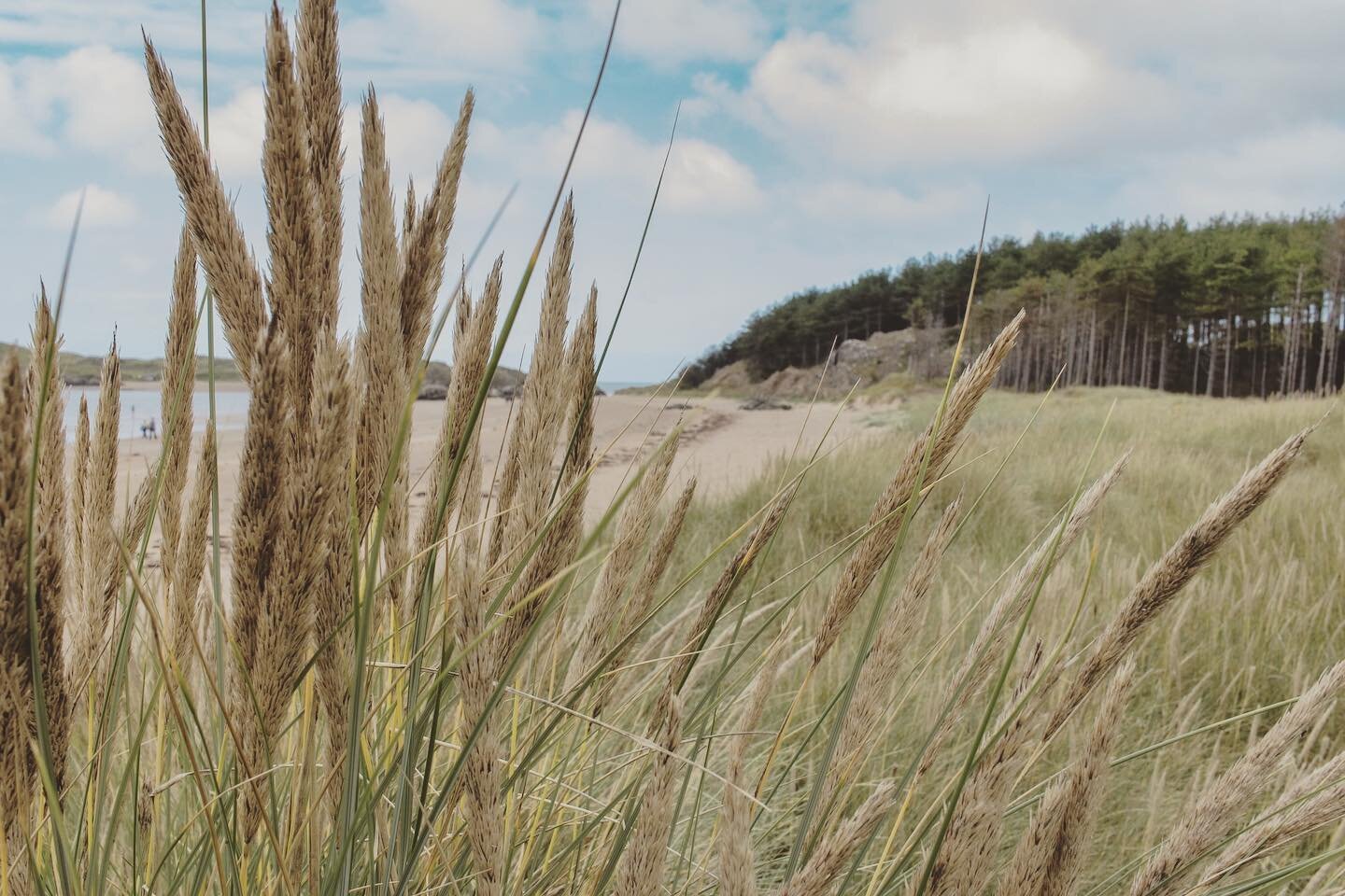 Newborough beach and forest, Anglesey.
📸 Canon EOSR, 24mm EFS 2.8.