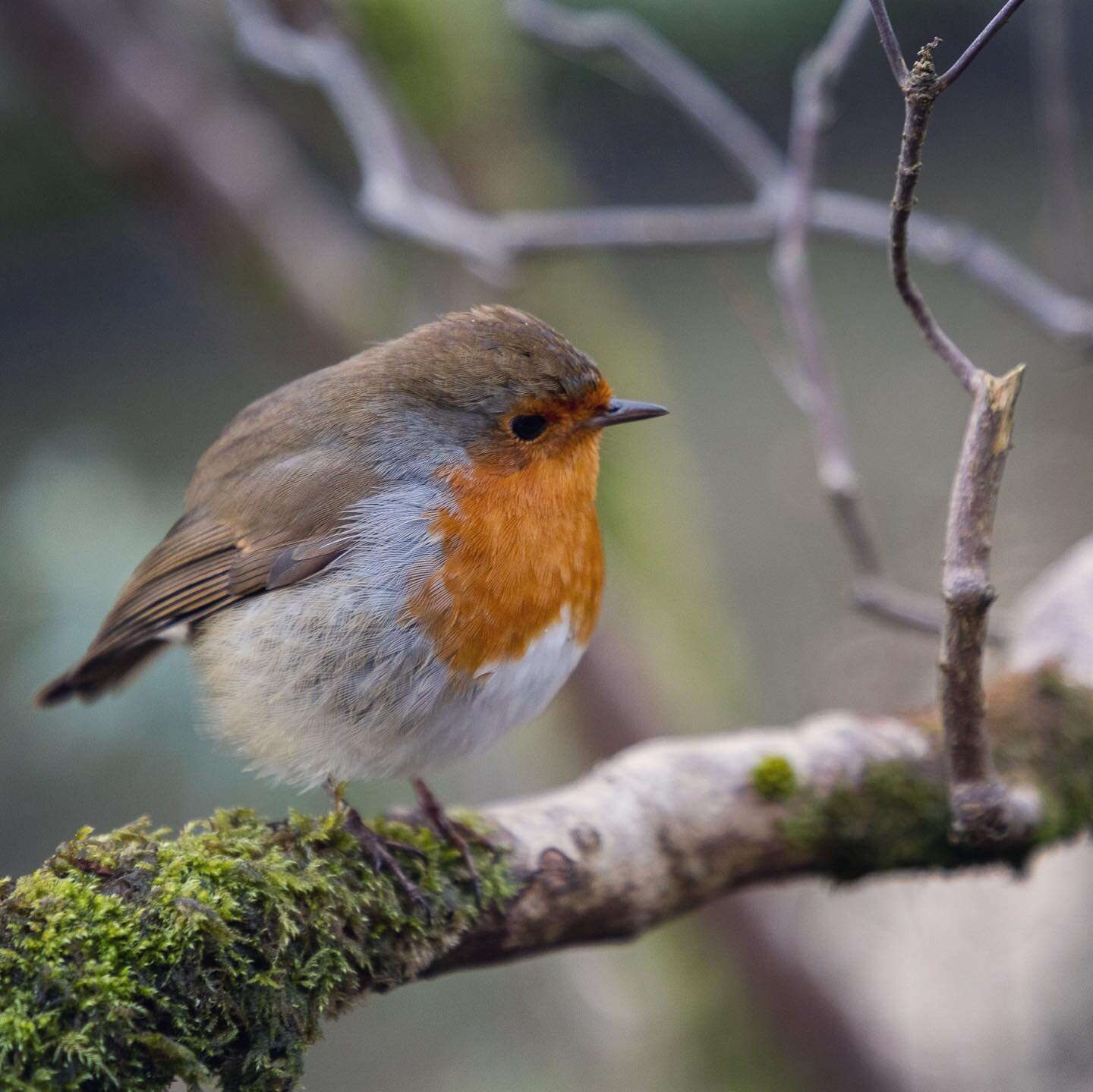 This guy was a right little poser this afternoon! 📸

&ldquo;A robin bird meaning is hope, renewal, and rebirth. It symbolises new beginnings, new projects, and a sign of good things to come.&rdquo;