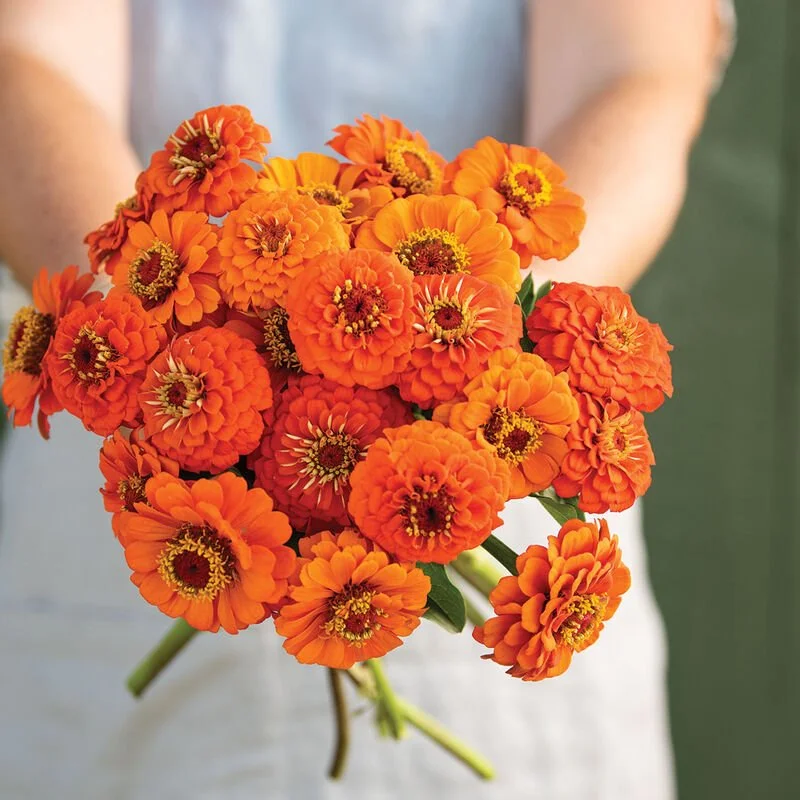 queeny pure orange.jpeg