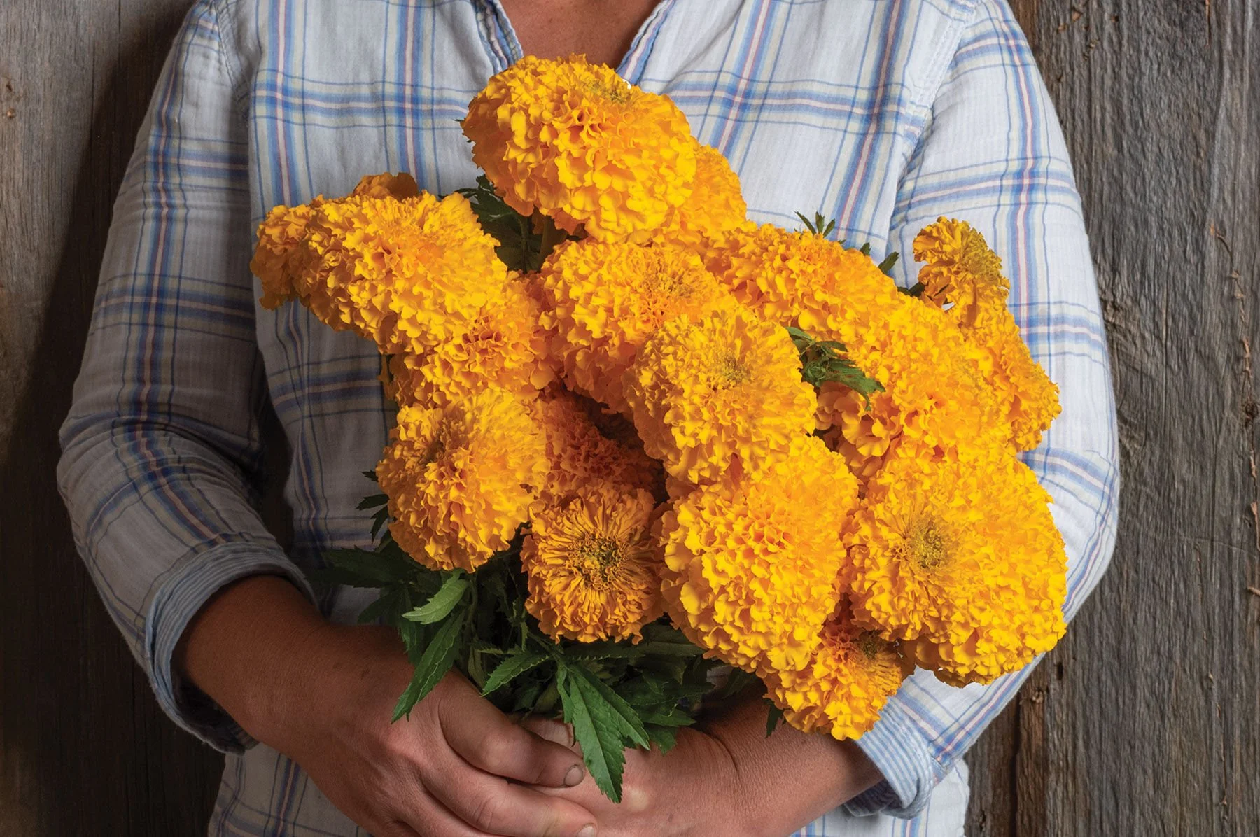 marigold - coco gold.jpeg