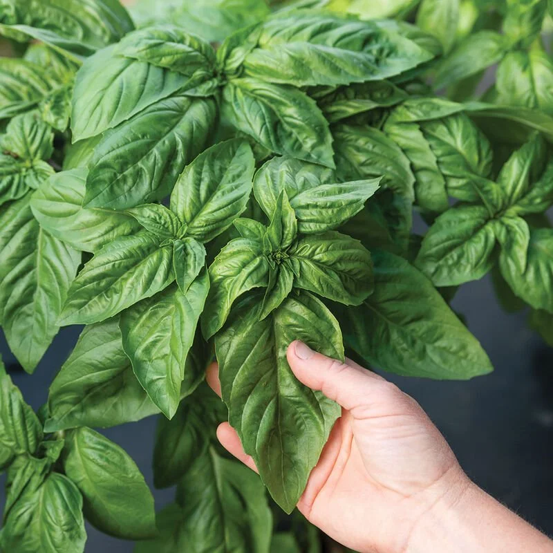 prospera_italian_large_leaf basil.jpeg