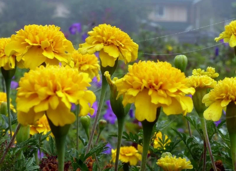marigold-lemon-drop-469f74be0627d18ac490fb5bc7b85034.jpg