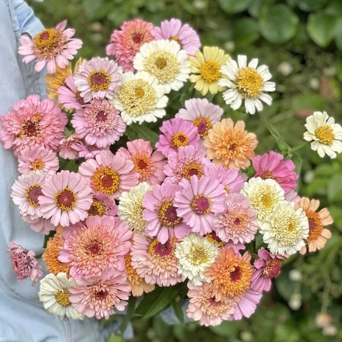 img_e1598_aa_zinnia_elegans_crestol_peaches_cream_high_low.jpg